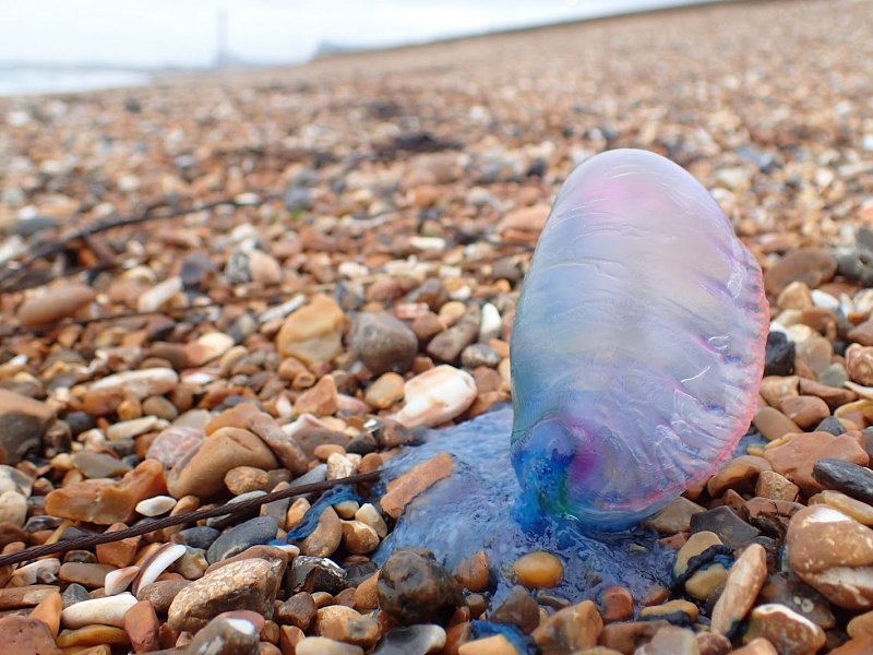 Portuguese Man O' War